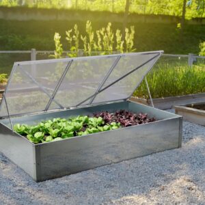 Community kitchen garden. Raised garden beds with plants in vegetable community garden. Lessons of gardening for kids.