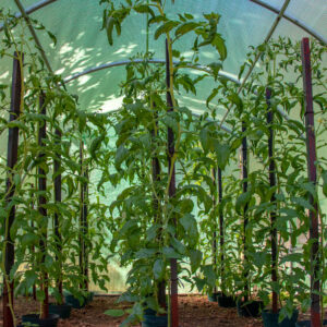 Tomates vertes en plant sous serre