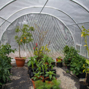 Interior of polytunnel